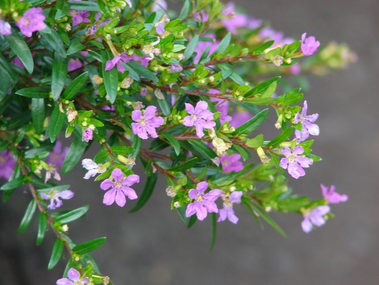 Cuphea hyssopifolia Cuphea hyssopifolia violet Gardening Pinterest Search and Violets