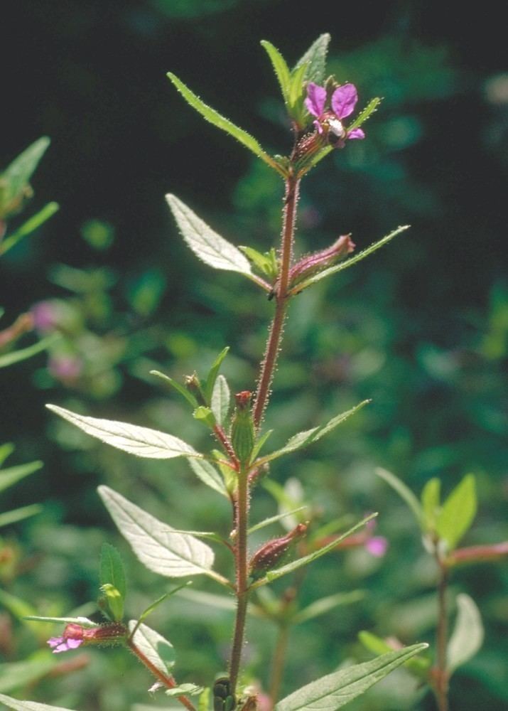 Cuphea viscosissima Cuphea viscosissima clammy waxweed Go Botany