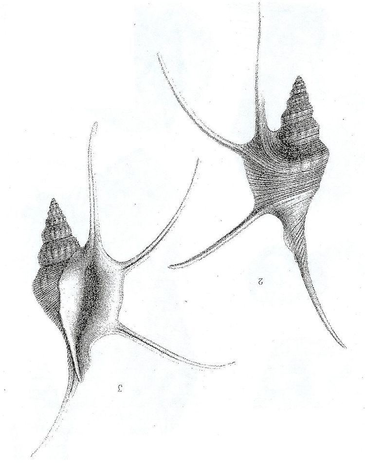 Cuphosolenus