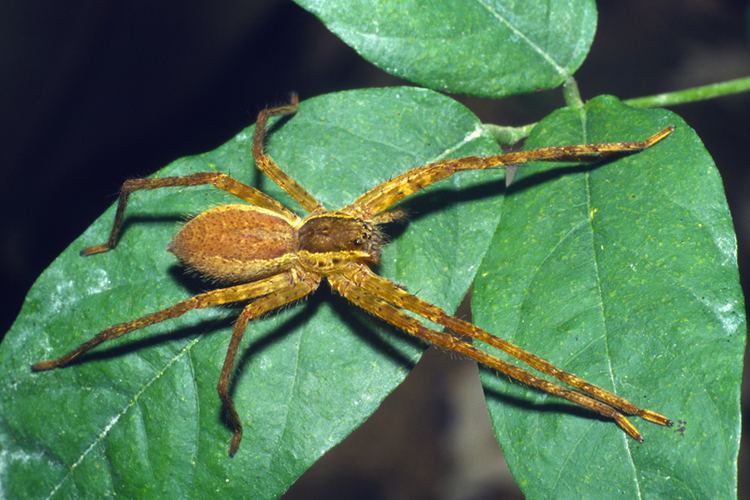Cupiennius Introduction Wandering Spiders Amazon