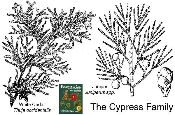 Cupressaceae Cupressaceae Cypress or Cedar Family Identify shrubs and trees