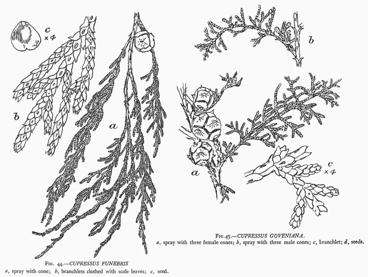 Cupressaceae Gymnosperm families Cupressaceae