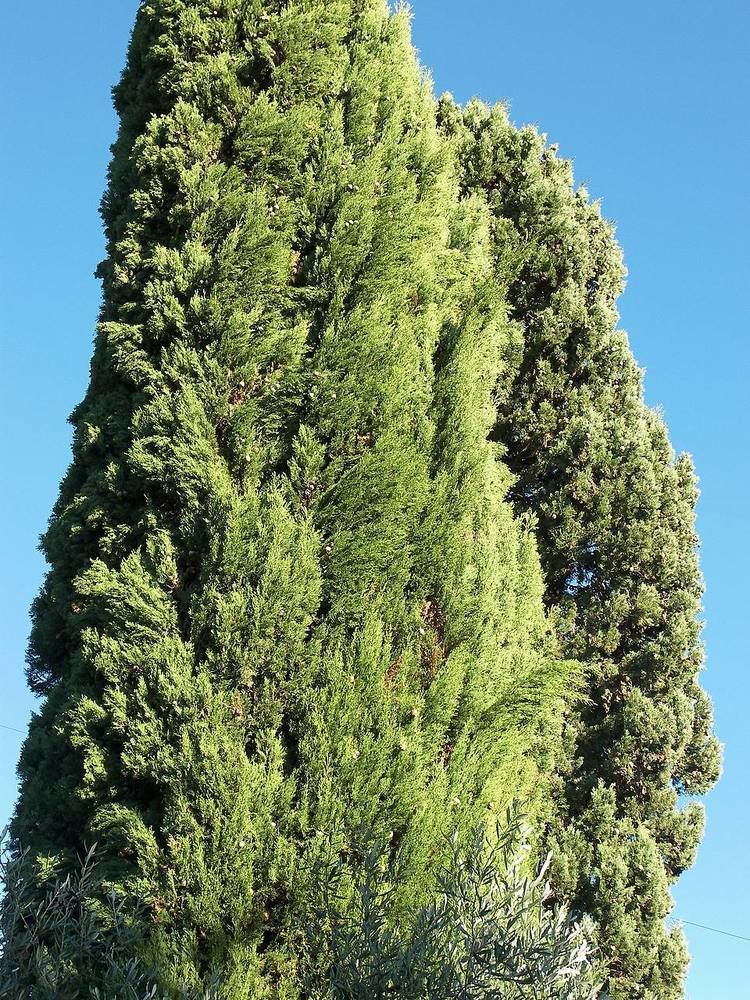 Cupressaceae cypress trees cupressaceae cypress