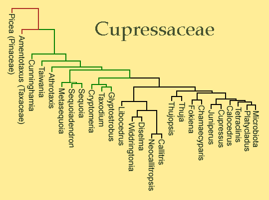Cupressaceae Cupressaceae Cypress family description