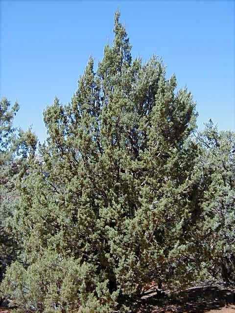 Cupressus arizonica Arizona Cypress Cupressus arizonica