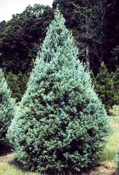 Cupressus arizonica var. glabra Arizona Cypress Cupressus arizonica var glabra 39Carolina Sapphire