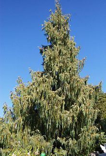 Cupressus cashmeriana - Alchetron, The Free Social Encyclopedia