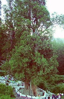 Cupressus gigantea httpsuploadwikimediaorgwikipediacommonsthu