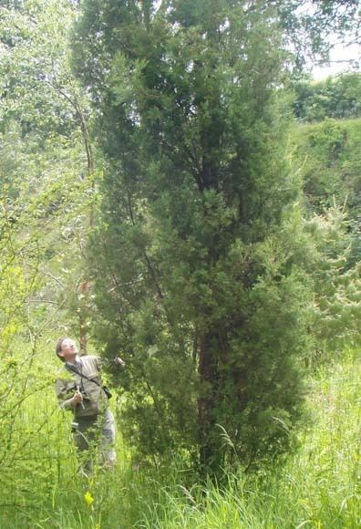 Cupressus gigantea Cupressus gigantea Tsangpo River cypress description