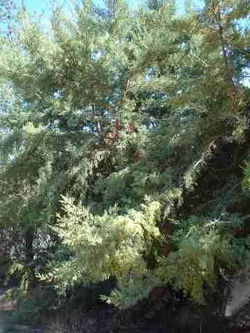 Cupressus macnabiana Cupressus macnabiana MacNab cypress