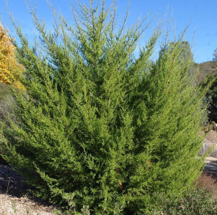 Cupressus macrocarpa Cupressus macrocarpa Monterey Cypress