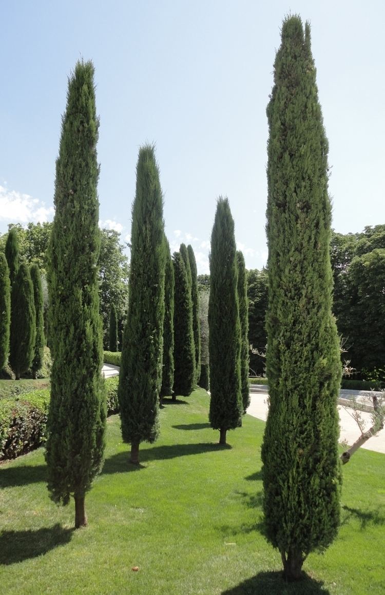 Cupressus sempervirens Top 10 Trees Pencil Pine Cupressus Sempervirens Glauca