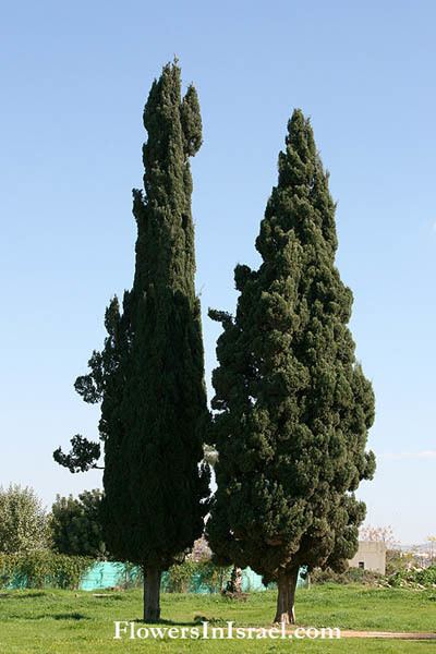 Cupressus sempervirens Cupressus sempervirens