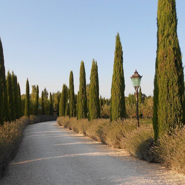 Cupressus sempervirens Cupressus sempervirens Pyramidalis Italian Cypress Tree Conifers