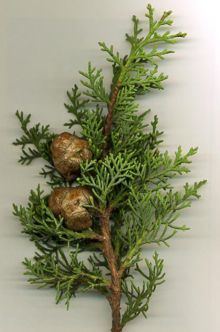 Cupressus sempervirens httpsuploadwikimediaorgwikipediacommonsthu