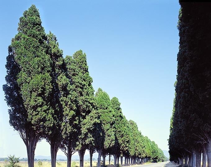 Cupressus sempervirens Dr Giuseppe MAZZA Journalist Scientific photographer gt Cupressus