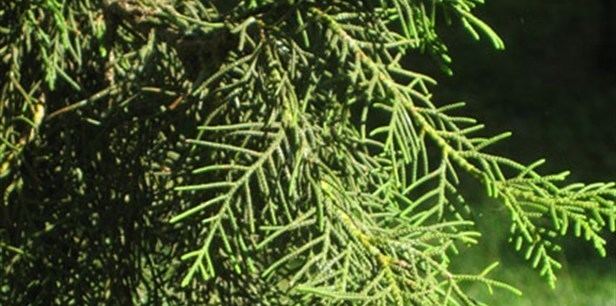 Cupressus torulosa Bhutan Cypress Plant Guide Lifestyle HOME