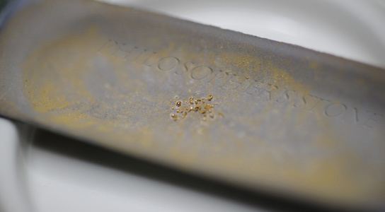 Cupriavidus metallidurans Bacterium Cupriavidus Metallidurans Can Turn Toxins into Gold