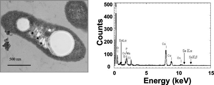 Cupriavidus metallidurans Enhanced Selenate Accumulation in Cupriavidus metallidurans CH34