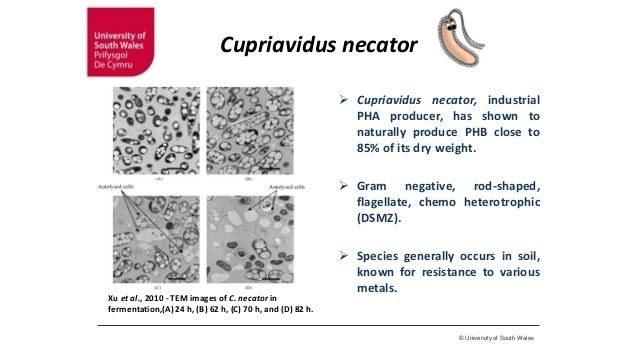Description of Cupriavidus necator from University of South Wales stated: “Cupriavidus necator, industrial PHA producer, has shown to naturally produce PHB close to 85% of its dry weight.” It is a “Gram negative, rod-shaped, flagellate, chemo heterotrophic (DSMZ).” Also, “Species generally occurs in soil, known for resistance to various metals.”