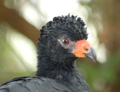 Curassow httpsuploadwikimediaorgwikipediacommonsthu