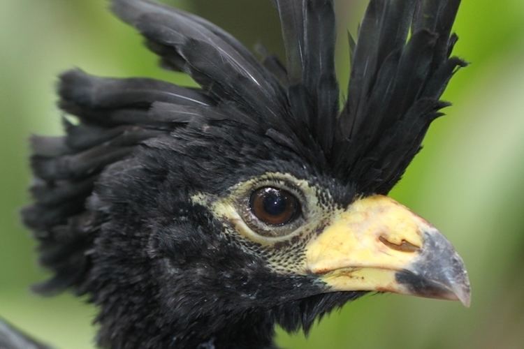 Curassow Curassow