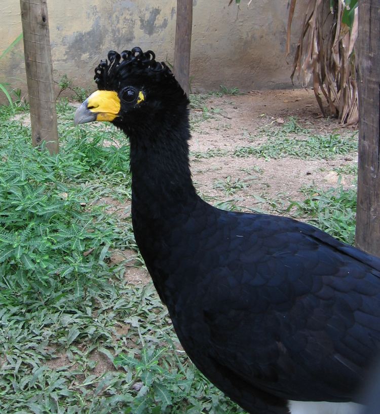 Curassow Black curassow Wikipedia