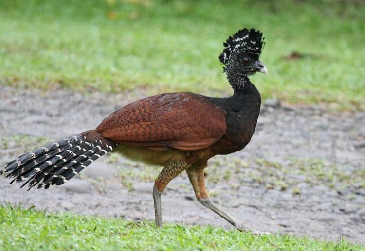 Curassow 1000 images about curassow guan cracidae on Pinterest