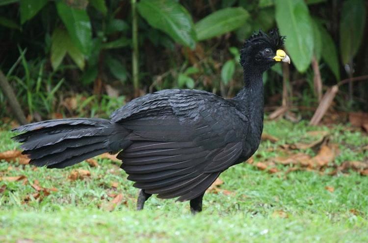 Curassow Great Curassow Crax rubra male the Internet Bird Collection