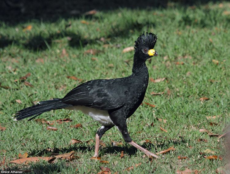 Curassow antpittacom Photo Gallery Guans Curassows and Chachalacas