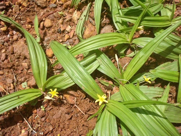 Curculigo orchioides Curculigo orchioides Useful Tropical Plants