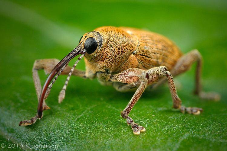 Curculio Curculio glandium by DarkRaptor on DeviantArt