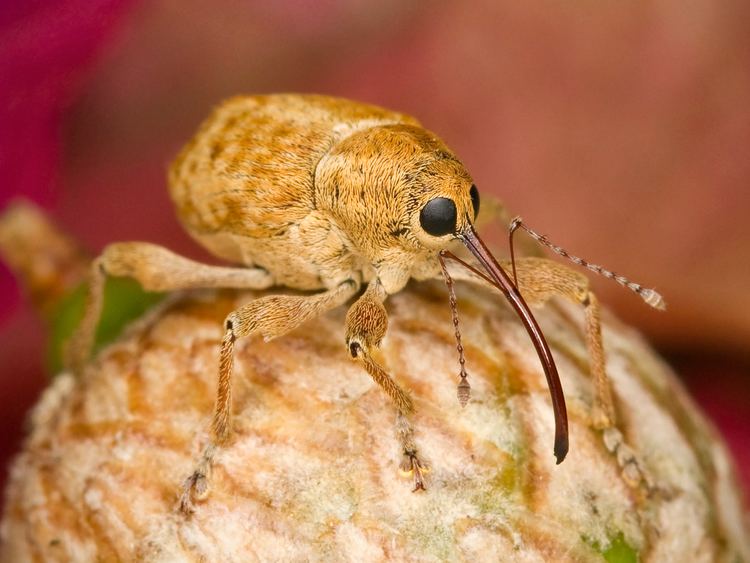 Curculio Curculio Wikipedia