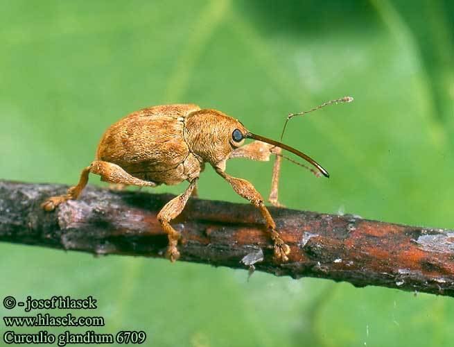 Curculio wwwhlasekcomfotocurculioglandium6709jpg