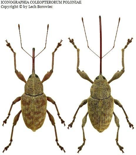 Curculio elephas Curculio elephas Biodiversity Map Taxa Illustrations