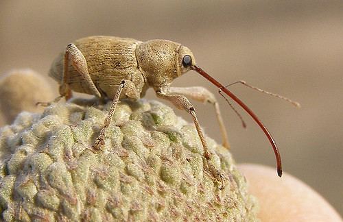 Curculio elephas supernariz Curculio elephas Corrijamme se estiver enga Flickr