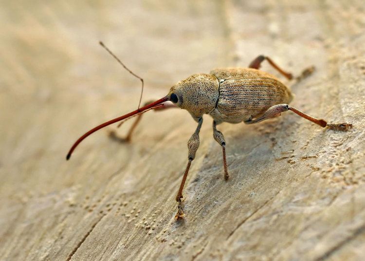 Curculio elephas Curculio elephas 1148