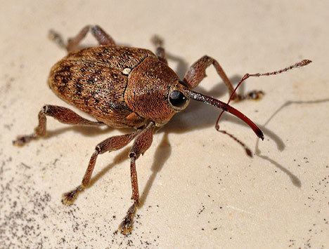 Curculio glandium Acorn weevil Curculio glandium Beetle Snout Curculionidae Oak