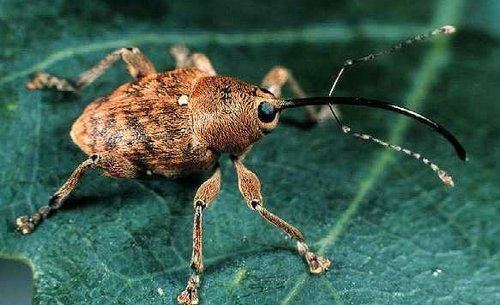 Curculio glandium Curculio glandium Acorn weevil