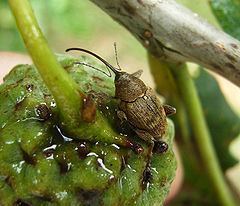 Curculio glandium httpsuploadwikimediaorgwikipediacommonsthu