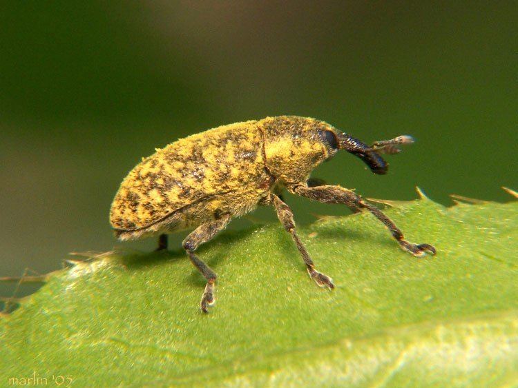 Curculionidae Weevils Family Curculionidae