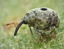 Curculionidae Curculionidae Wikipedia