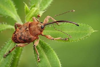 Curculionidae ENT 425 General Entomology Resource Library