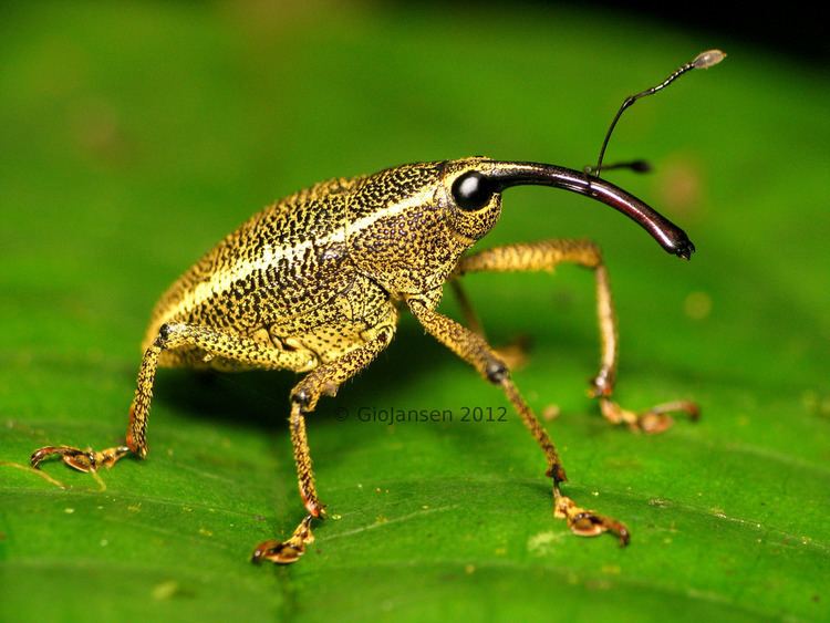 Curculionidae Posando para la foto Familia Curculionidae Coleoptera Flickr