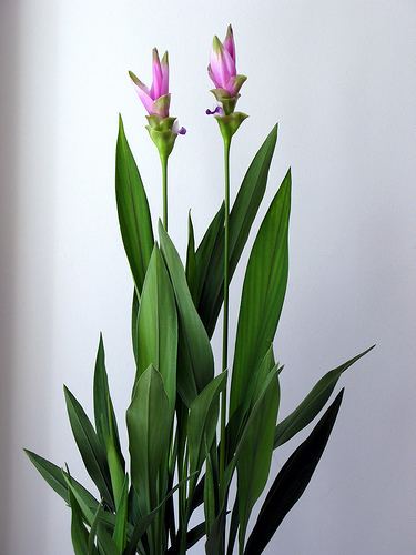 Curcuma How to care indoor and tropical plants The journal of a plant