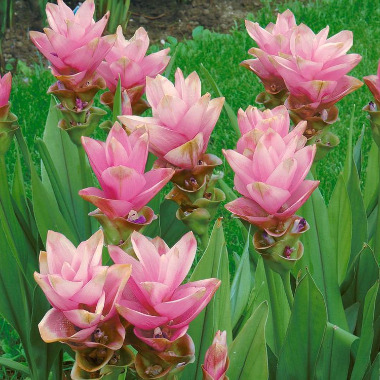 Curcuma Alismatifolia Alchetron The Free Social Encyclopedia 3906