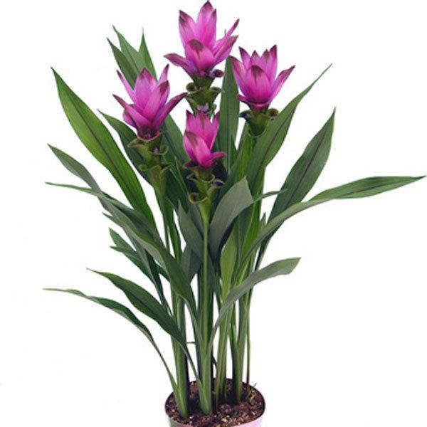 Curcuma alismatifolia Siam Tulip Curcuma alismatifolia Pick Ontario