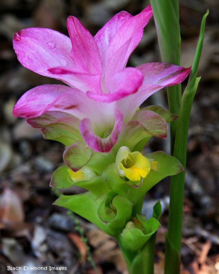 Curcuma australasica Curcuma australasica Cape York Lily All Rights Reserve Flickr