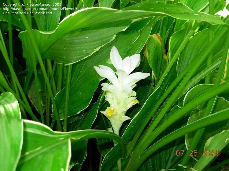Curcuma petiolata PlantFiles Pictures Variegated Hidden Ginger Hidden Lily 39Emperor