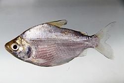 Curimata (fish) httpsuploadwikimediaorgwikipediacommonsthu